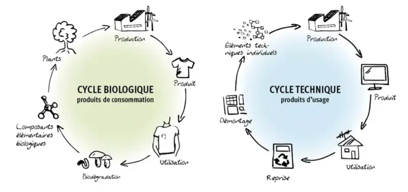 Cradle to cradle - économie circulaire